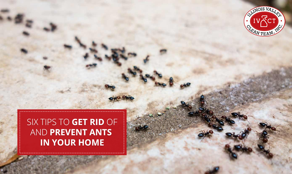 Six Tips to Get Rid Of and Prevent Ants in Your Home